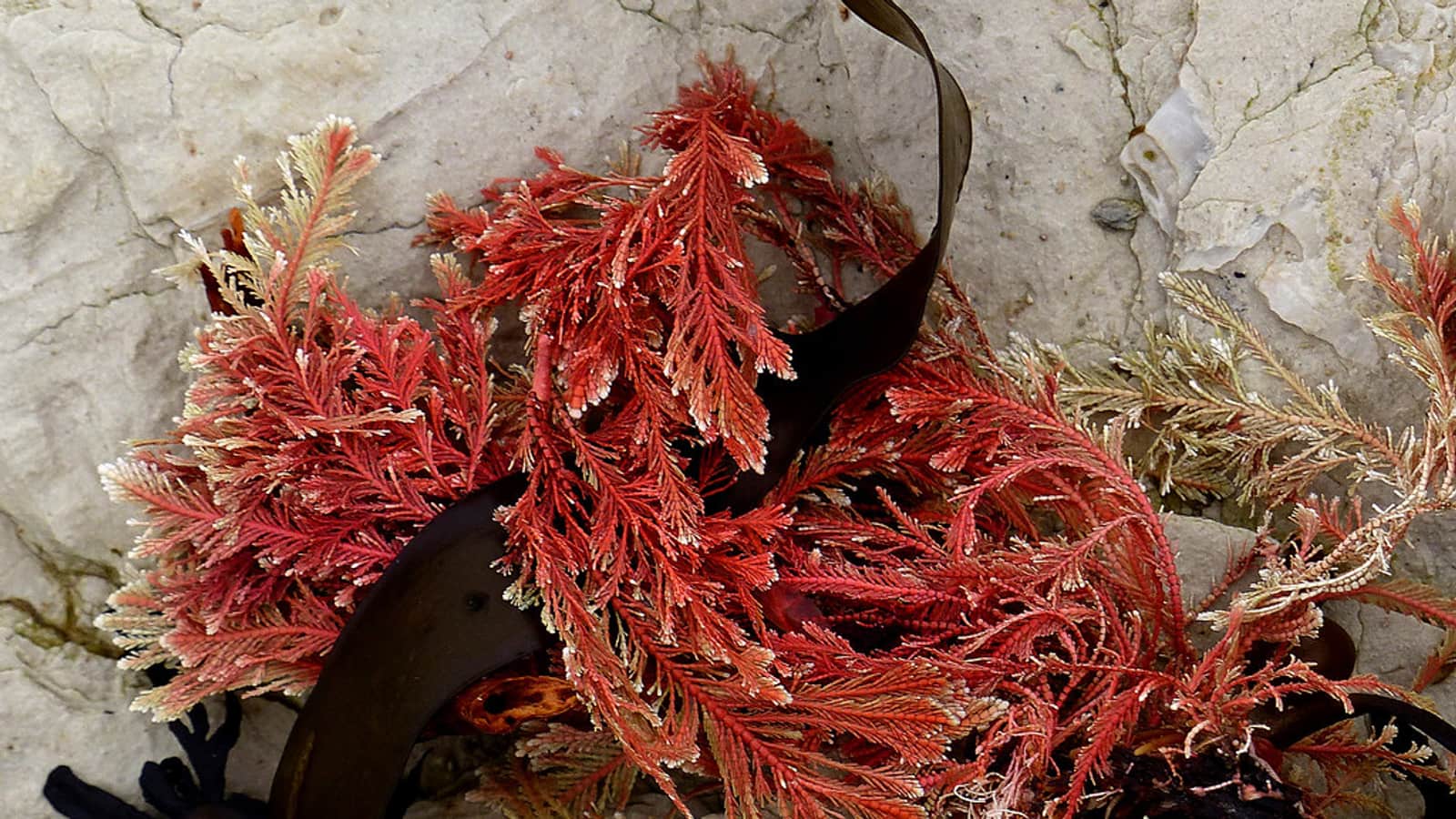 Red seaweed fronds resting on pale coastal rock