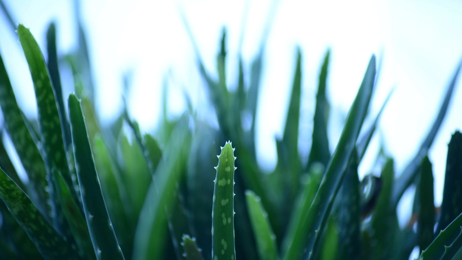 Spotted aloe vera leaves with serrated edges