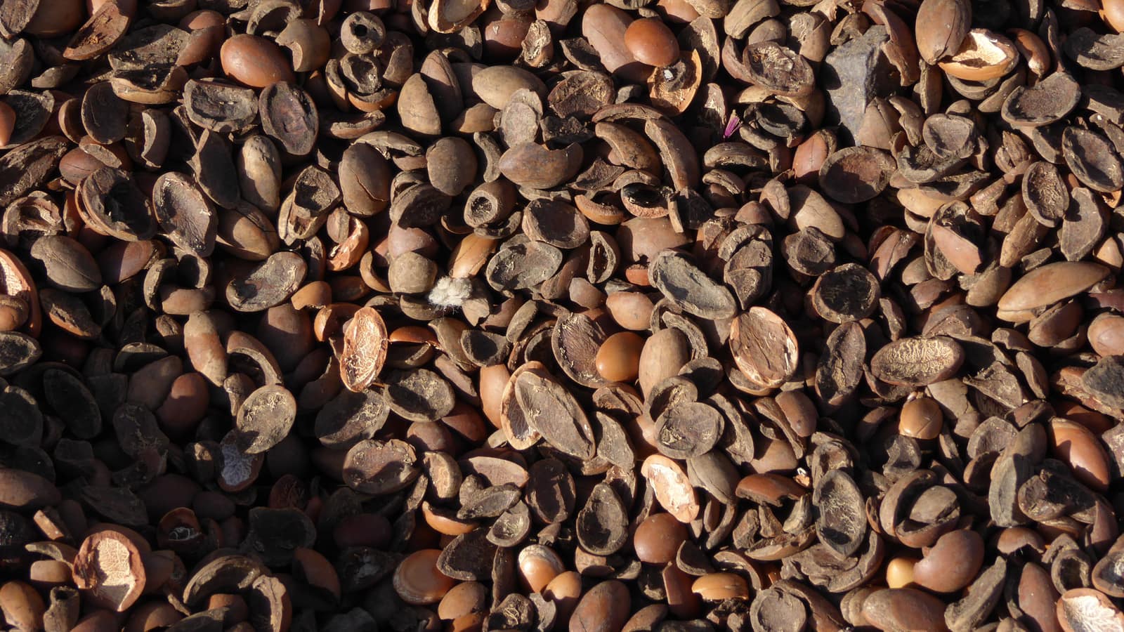 Cracked brown argan nuts and shells drying in the sun