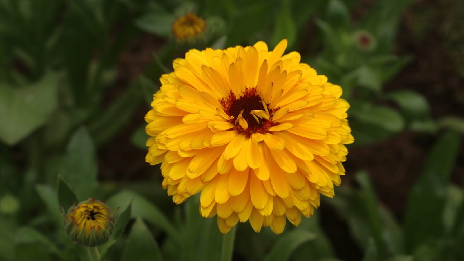 A yellow calendula flower surrounded by green leaves