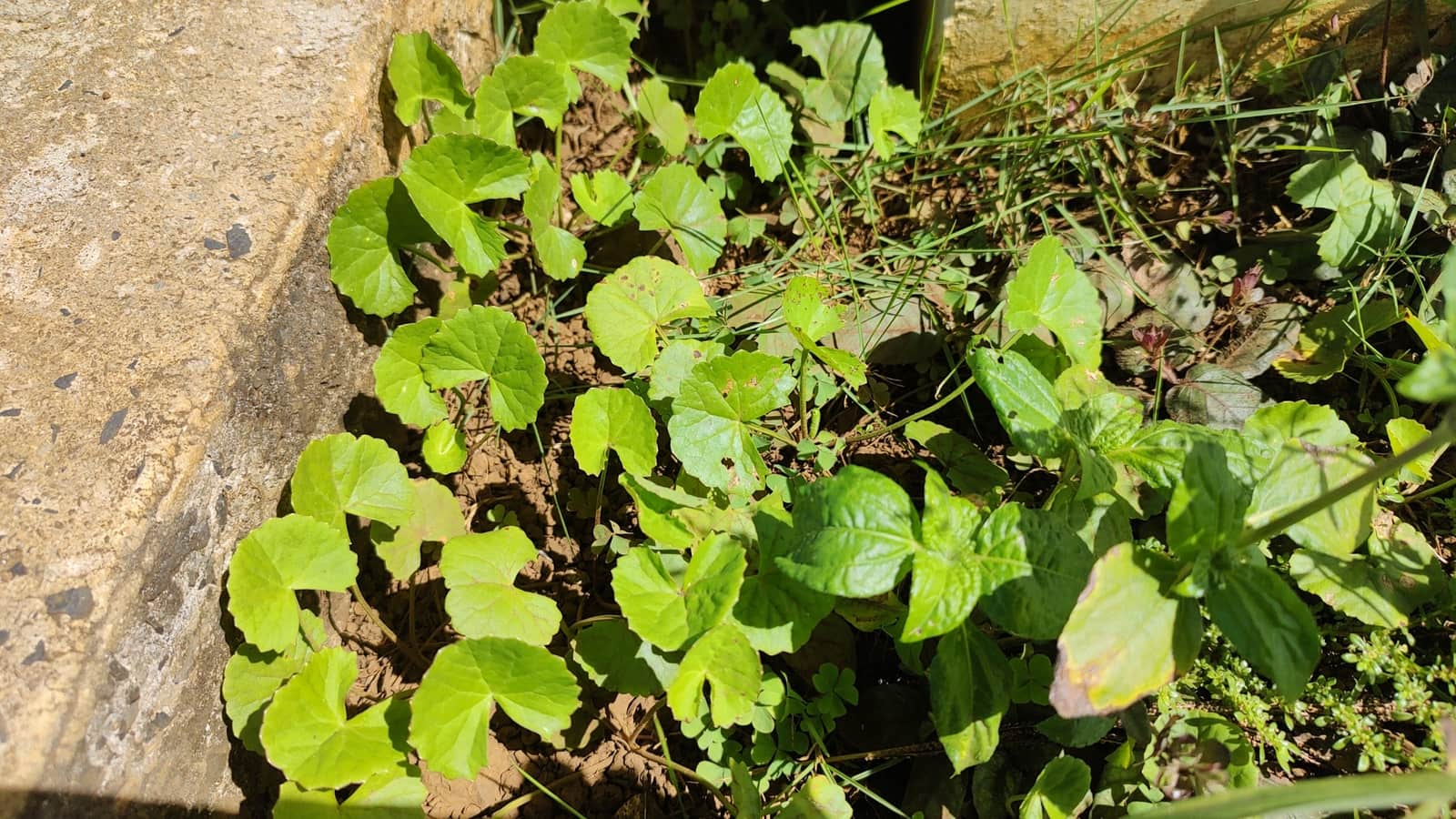 Rounded centella asiatica leaves growing beside a stone