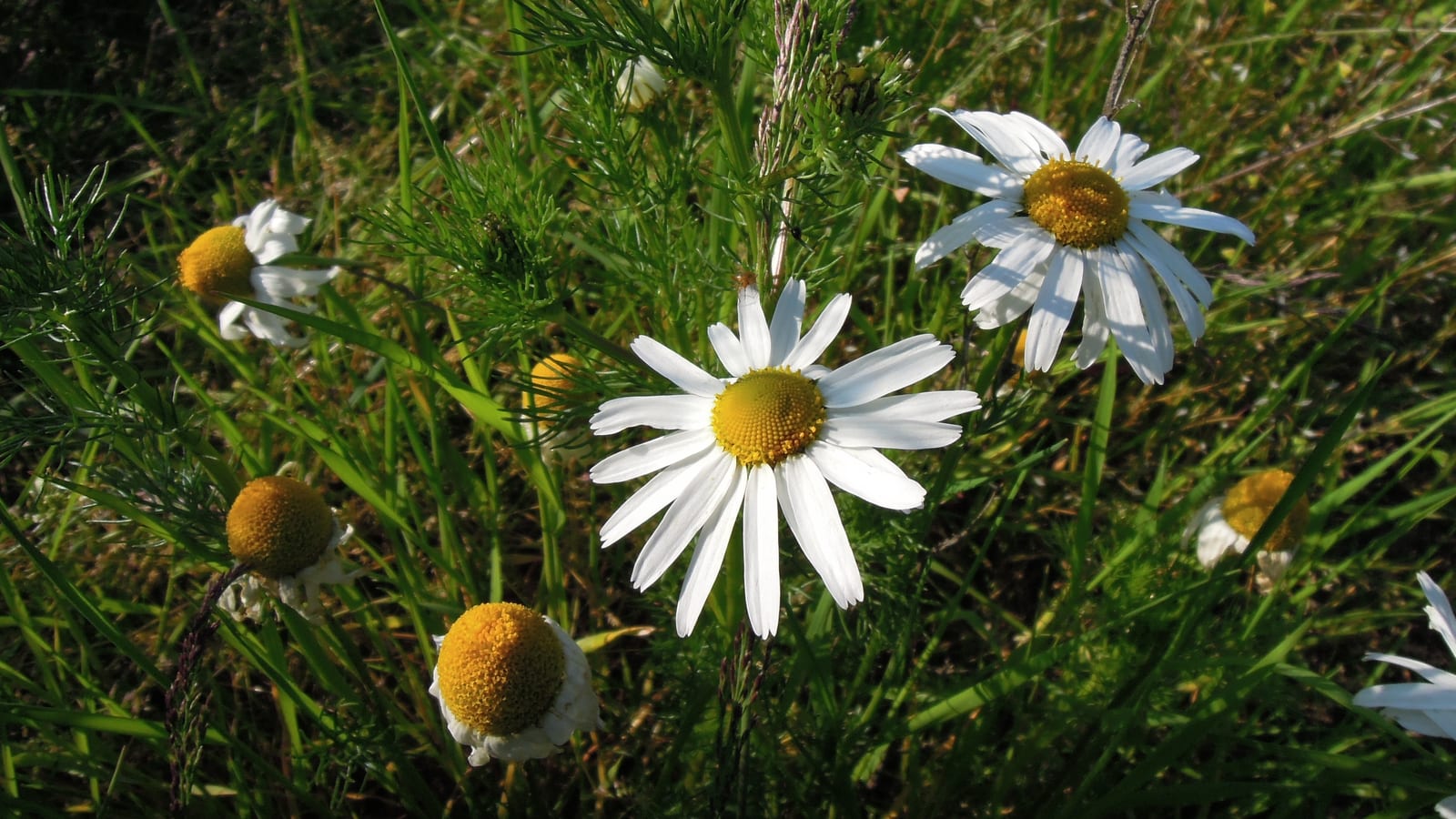 White chamomile flowers with domed yellow centers and feathery foliage