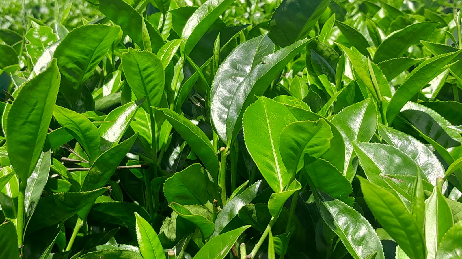 Fresh green leaves on a Camellia sinensis tea plant