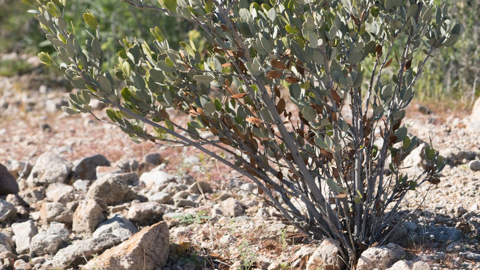 A jojoba shrub with oval gray-green leaves on rocky ground