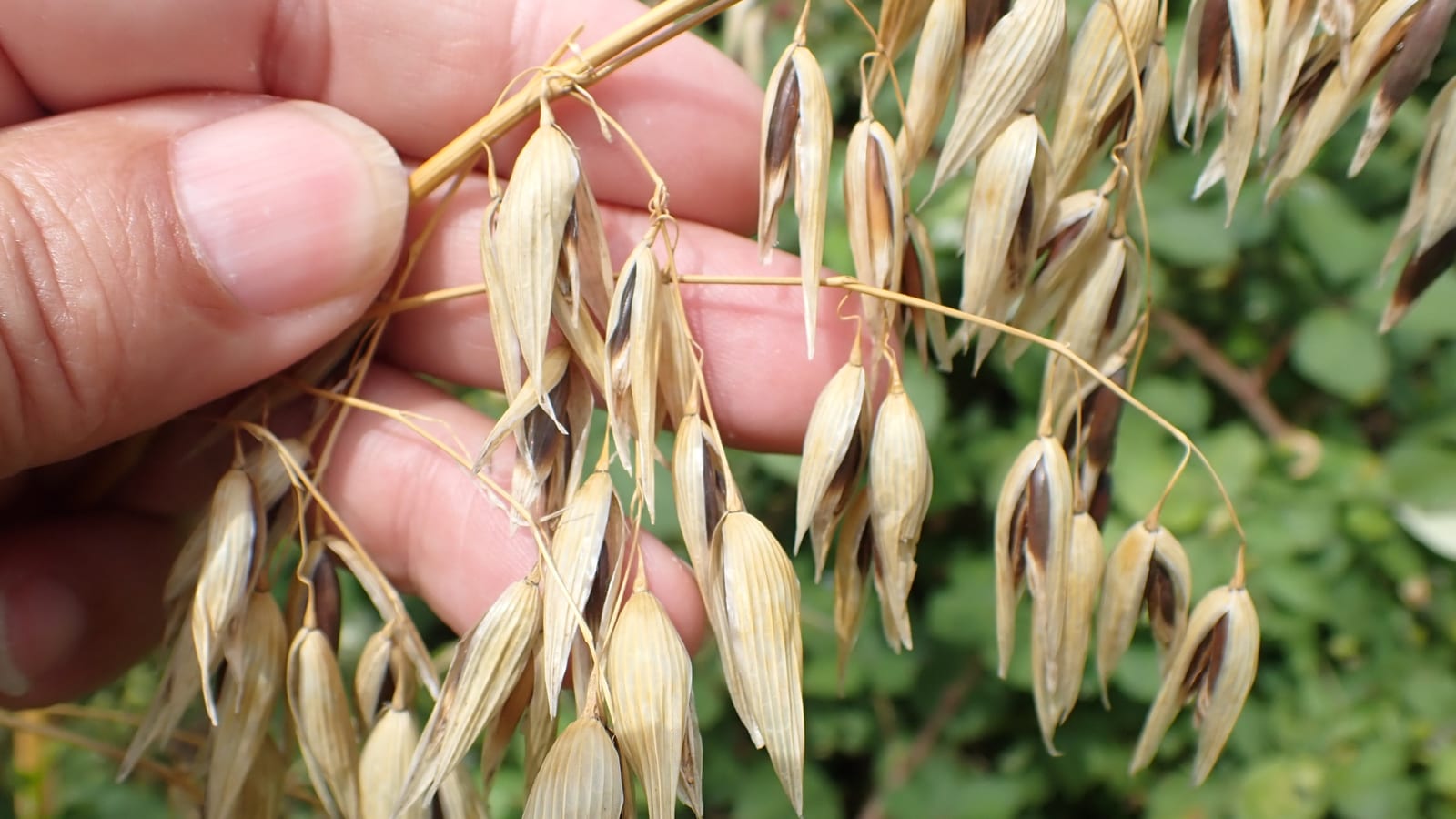 A hand holding ripe oat seed heads