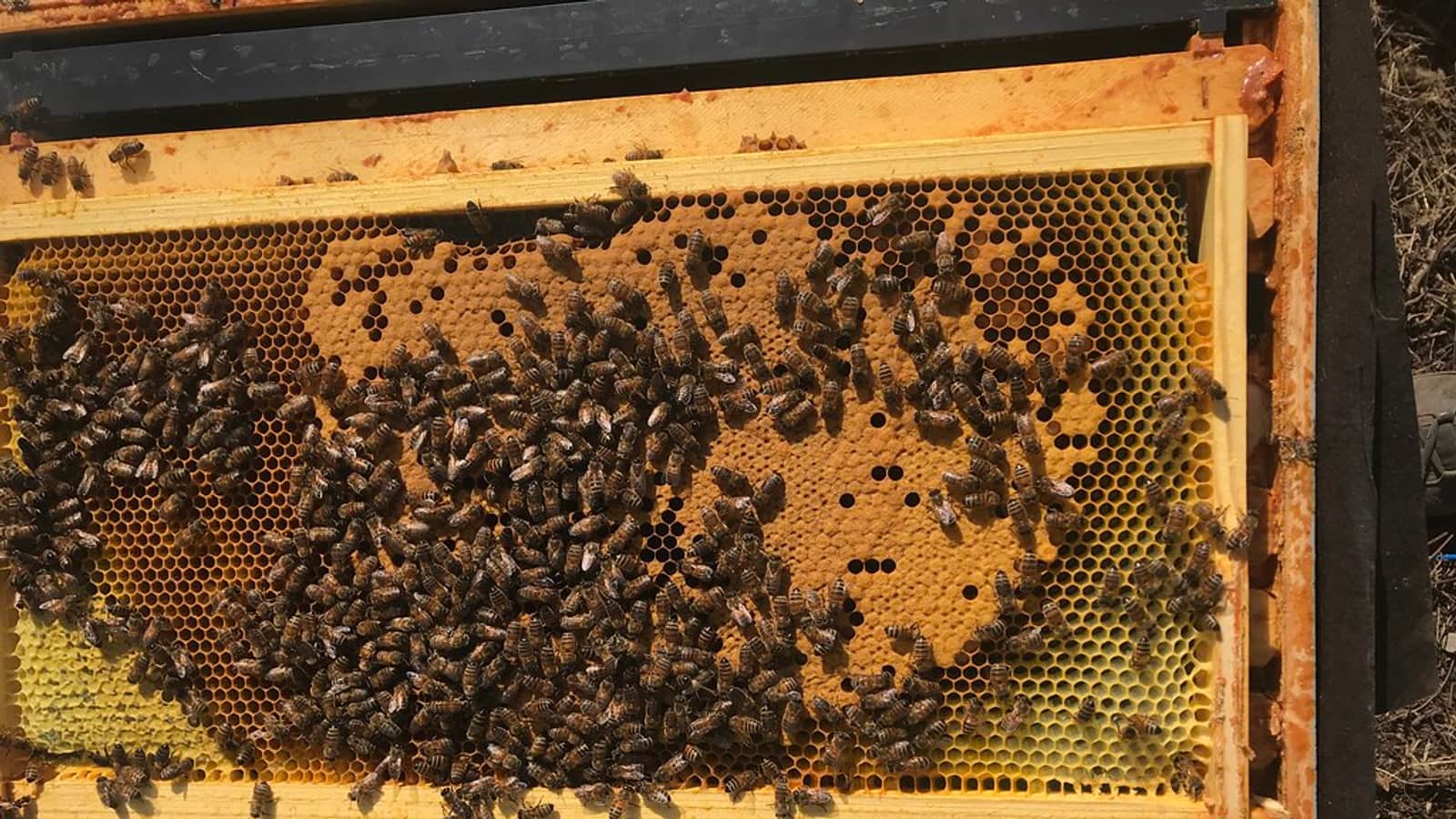 Honeybees covering the honeycomb of a wooden beehive frame