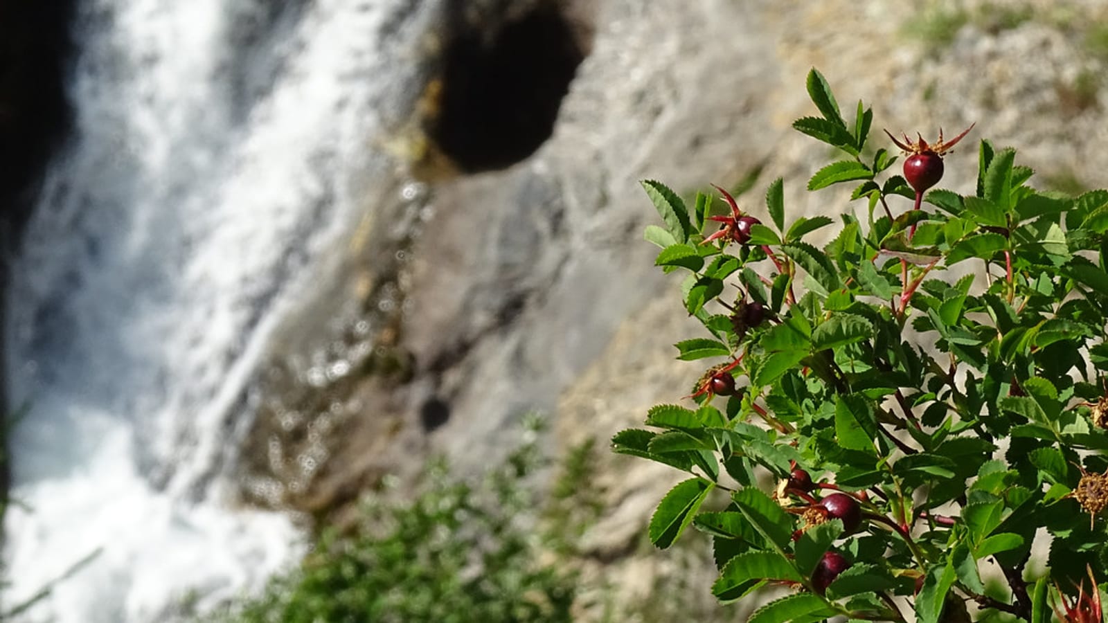 Red rosehips on a wild rose bush beside a waterfall