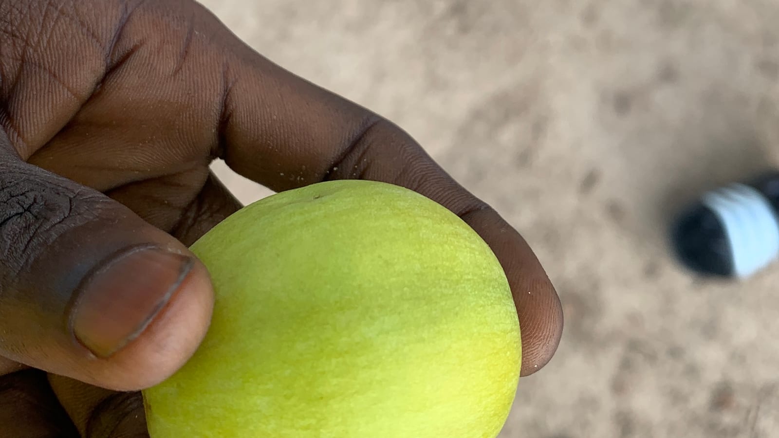 A hand holding a fresh green shea fruit
