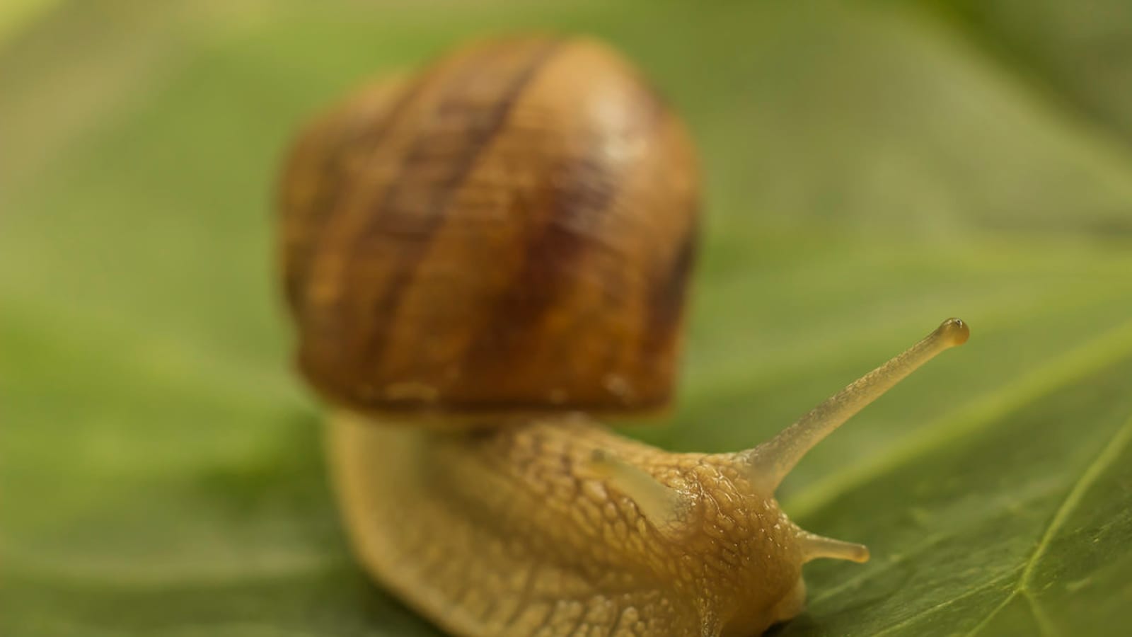 A snail with extended tentacles crawling on a green leaf