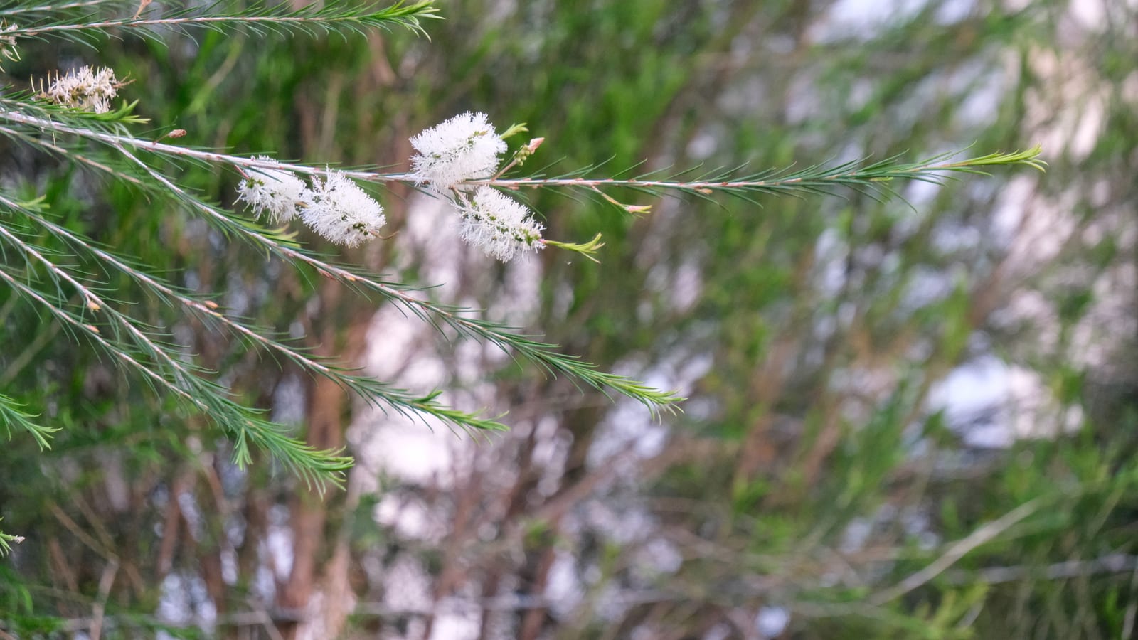 White tea tree flowers on branches with narrow green leaves