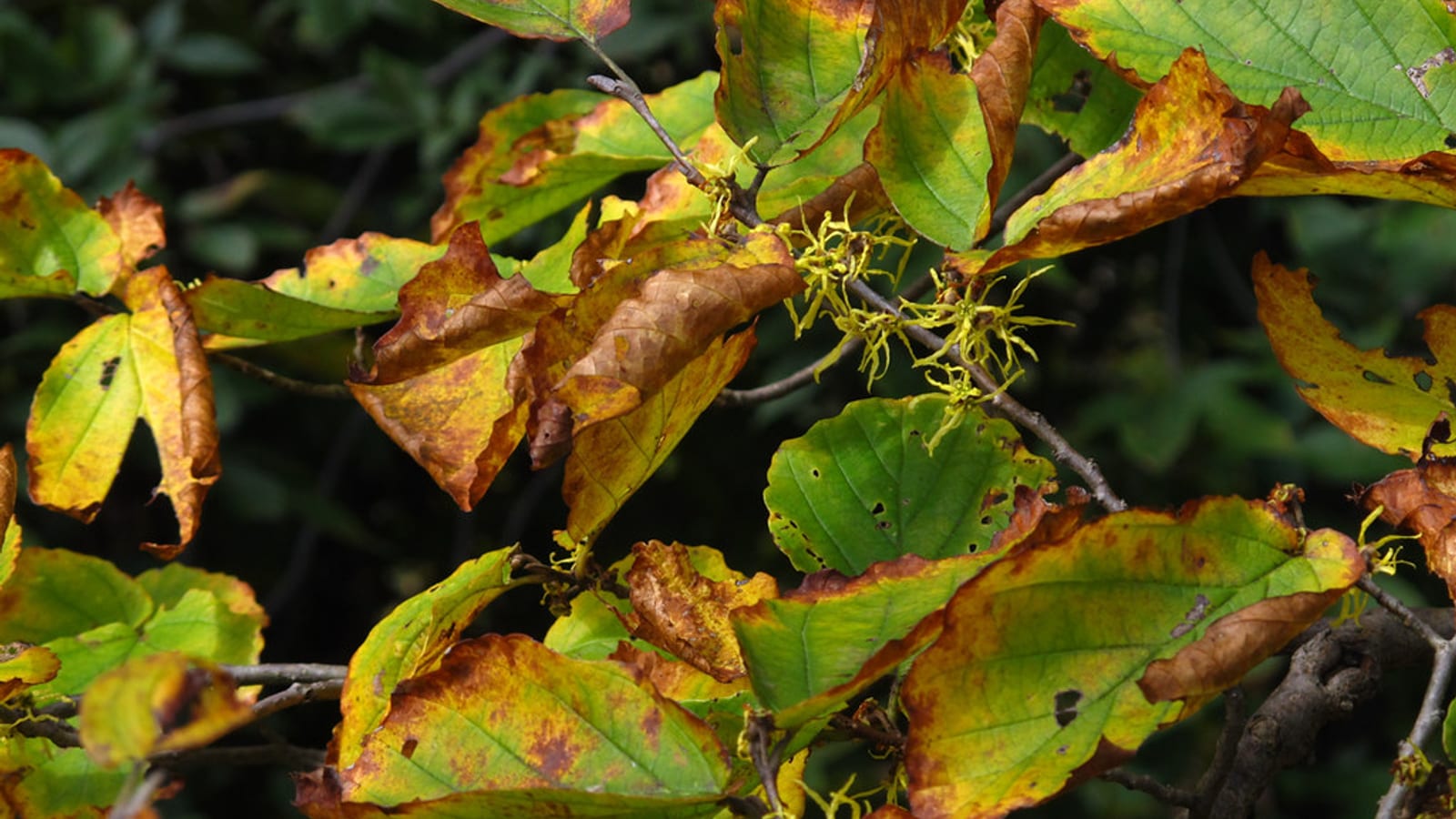 Yellow American witch-hazel flowers among autumn leaves
