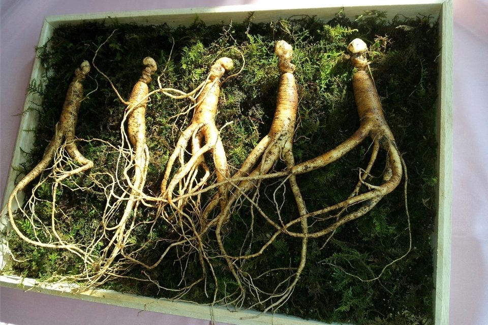 Sulwhasoo Review: Is the Ginseng Ritual Worth It, and Where to Start?
